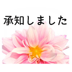 A floral message!Dahlia(polite language)