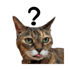 mizuki_20250903211434