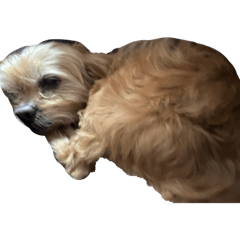 Cocoa_20250902230155