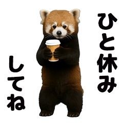 動く！レッサーパンダ3