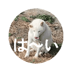 nao_20250904194547