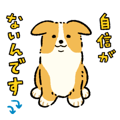 今日もコーギーが可愛い3