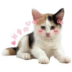 肉肉的可愛貼圖圖圖圖