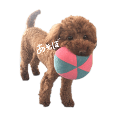 ringo_20250904002221