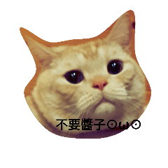 stupid  cat