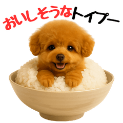 おいしそうなトイプードル