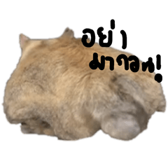 kimchitood