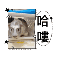 一些 會動的 禿禿捲捲