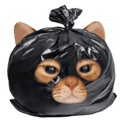 MINDADAY(COVERCAT)