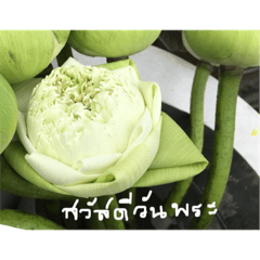 Sawaddee Flower