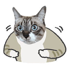 うちの猫るりぽん　ちょっとリアル