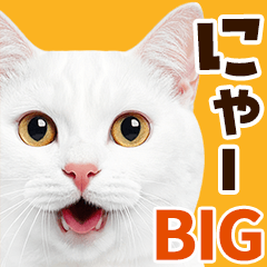 大迫力！ちらっと猫の顔アップ⭐️BIG