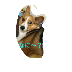 genkidog