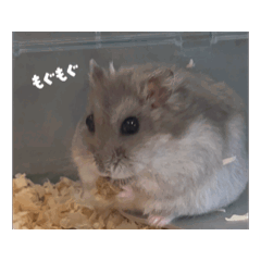 hamuhamu_20250905175854