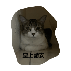 咪咪大軍團