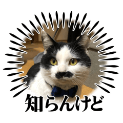 akane_20250905084410