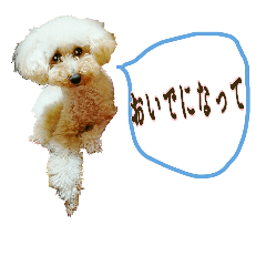 Honorific of Poodle'RiRi' (japanese)