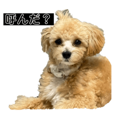puusyan_20250905143725