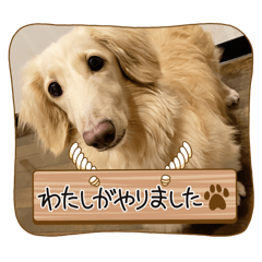 suzu_20250905153622