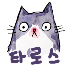 Taros Cat-Korean