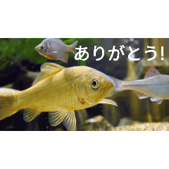 hayato_20250905211450