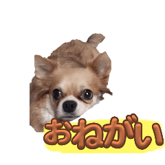 AKARI_20250905211848