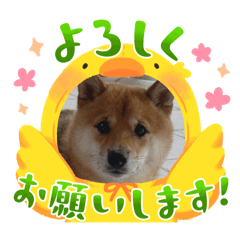 ayumi_20250905233022