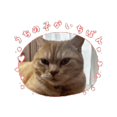 tora_20250906124727