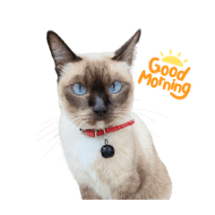 Meaow Cat. Version 2