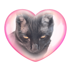 一樣飼料養百樣貓