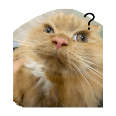 貓咪倉鼠小貼圖