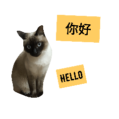 Siamese cat from taiwan 4