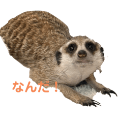 Suu chin