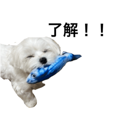 Nicochama