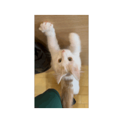 kiwi_20250906232148