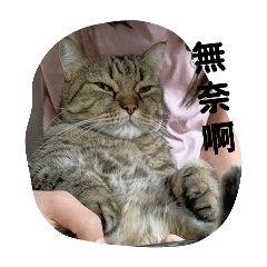 傻眼貓咪ฅ⁠^⁠•⁠ﻌ⁠•⁠^⁠ฅ