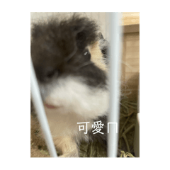 花花(￣∇￣)