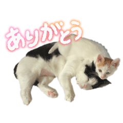 Ayu_mokun_sakura