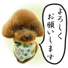 Cute dog Toy poodle (5) honorific words