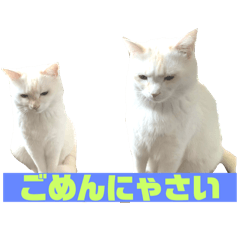 hachi_20250906082026