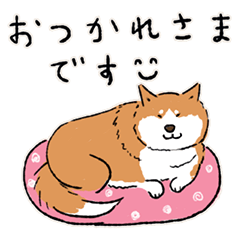 Every Day Dog 柴犬 日本語