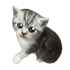 Chaiyu_20250907021336