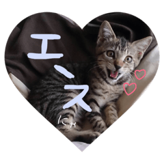 brown tabby(cat)