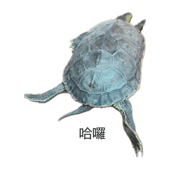 度估烏龜第二彈&粉圓角蛙