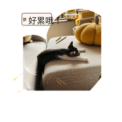 阿咪的成長紀錄