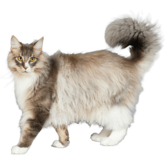 フクマルちゃんのかわいいスタンプです❕