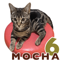 Bengal Cat Mocha Sticker 6