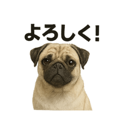パグのコトバ2