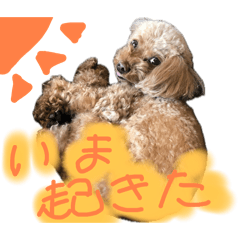 Coo chan dayo
