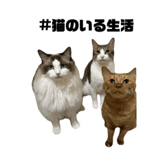 My Three Cute Cats!!